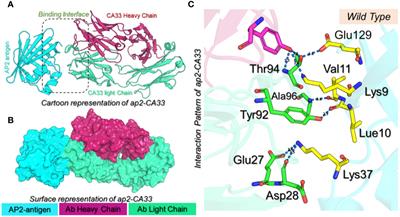 Structure-guided engineering and molecular simulations to design a potent monoclonal antibody to target aP2 antigen for adaptive immune response instigation against type 2 diabetes